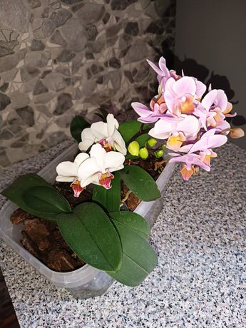 Две орхидеи фаленопсис  полумини