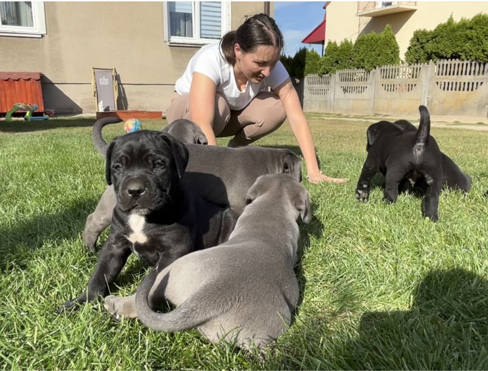 Cane Corso Italiano