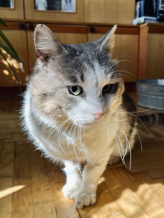Врятований котик після ДТП шукає родину