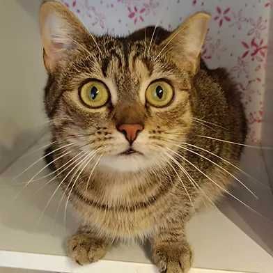 kotka nela fundacja kocia szansa aktualne