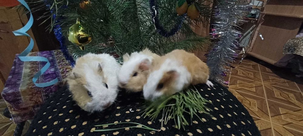 Королевские морские свинки