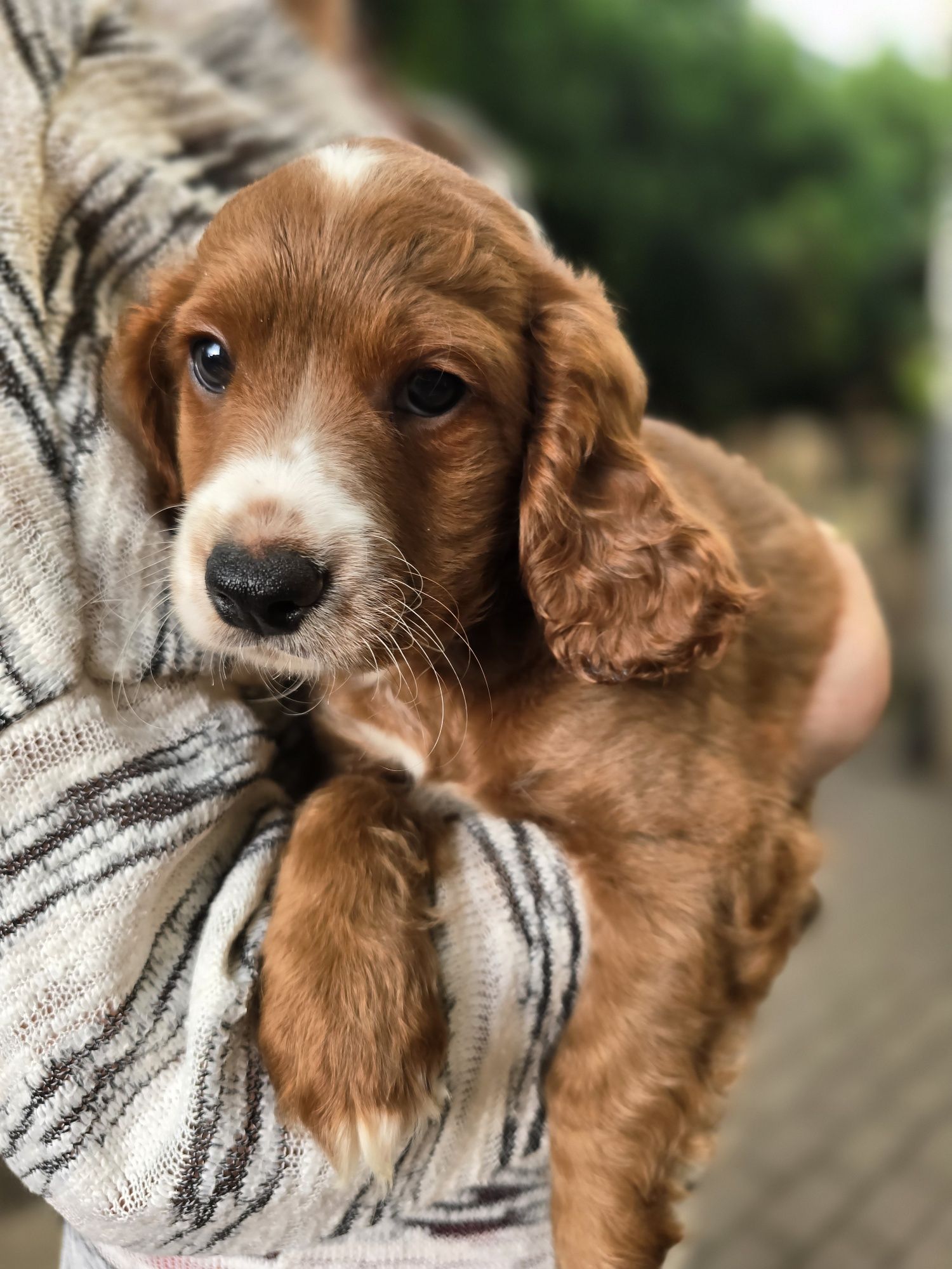 Cockapoo/chłopczyk/ cavapoo