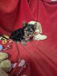 Yorkshire Terrier Macho Criadora Registada PT 3088 FL