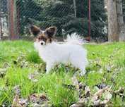 Cudna mini sunia tricolor Papillon FCI