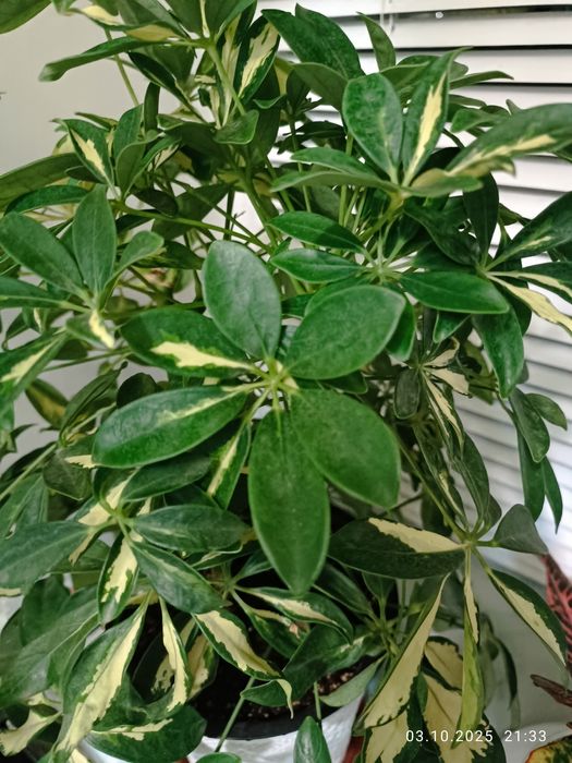 Шефлера  дві штуки в одному вазоні