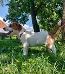 Jack Russell Terrier FCI już do odbioru