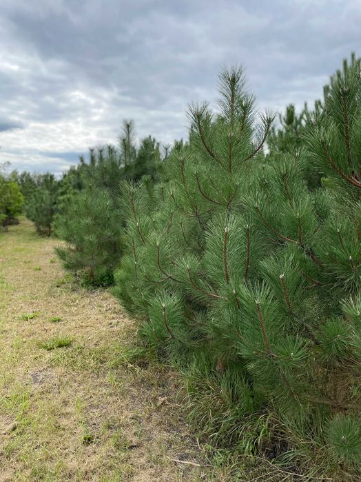 Сосна крымская с комом (1.5 - 2 метра)