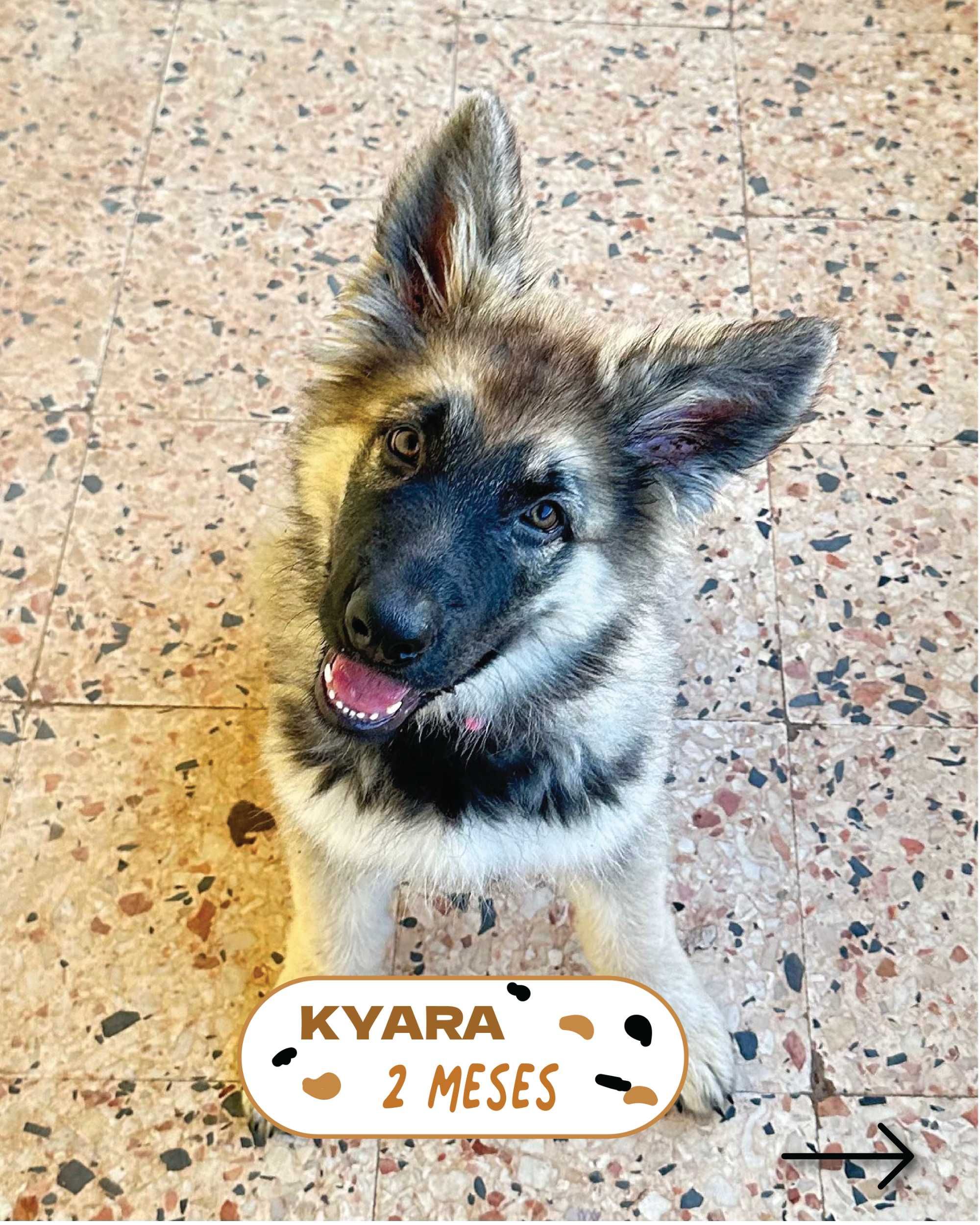 Treino de Cachorros com Métodos Positivos – DogWay