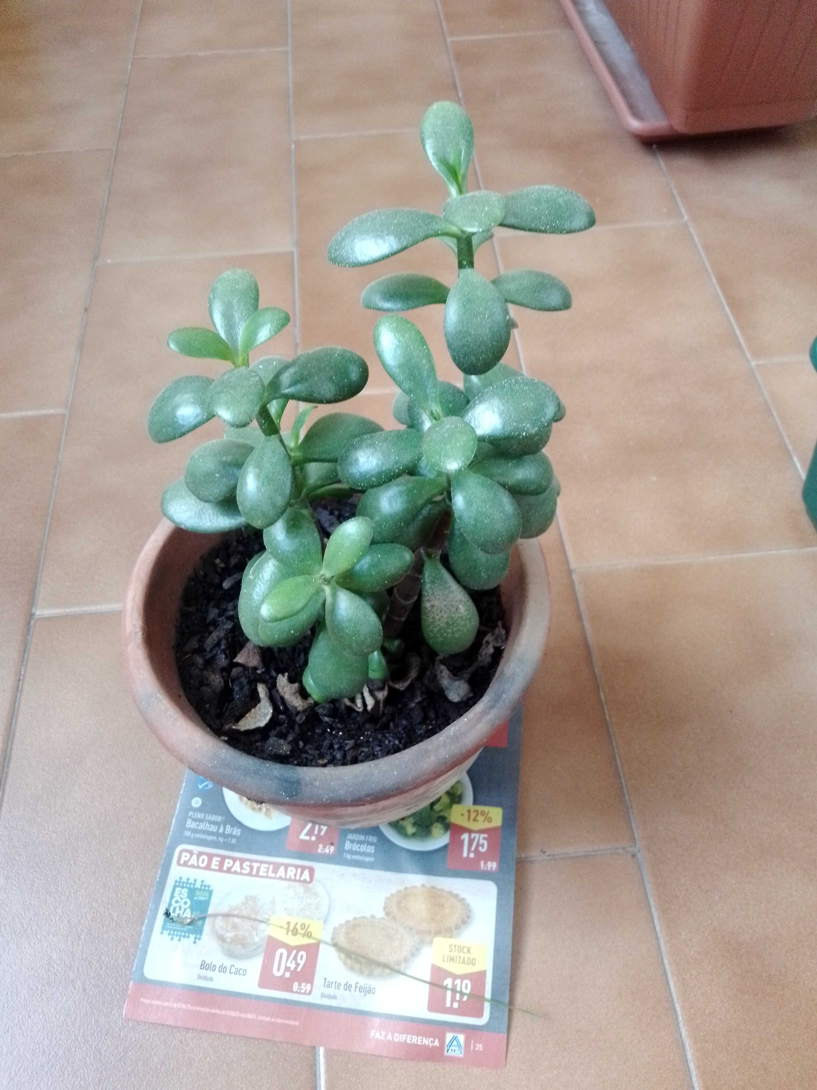 Promoção de plantas bonitas e verdinhas.
