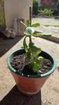 Plantas suculentas