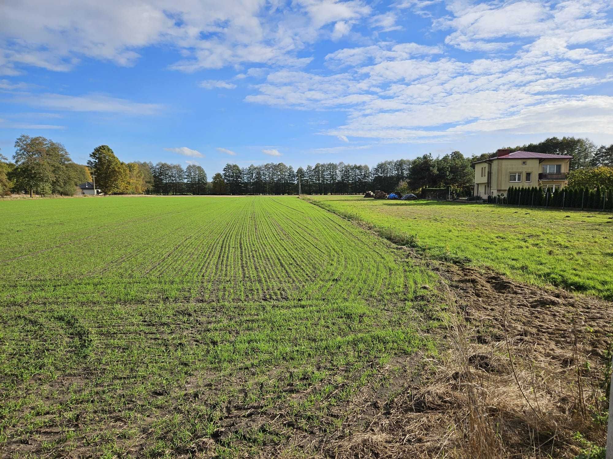 Sprzedam działkę Glinno 1.1600 ha