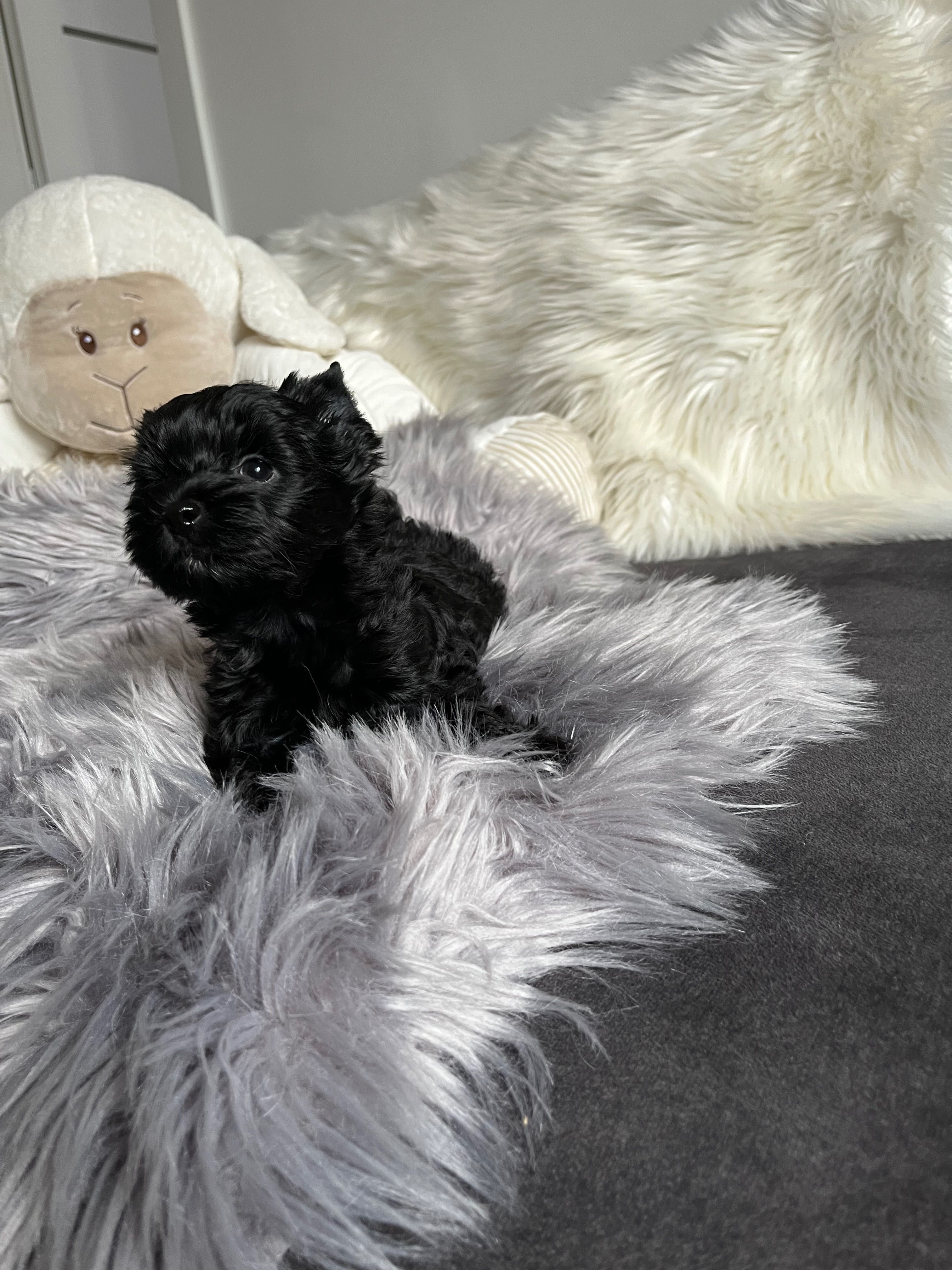 Black Yorkshire Terrier, piesek