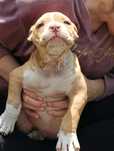 American bully ABKC fawn merle suczka
