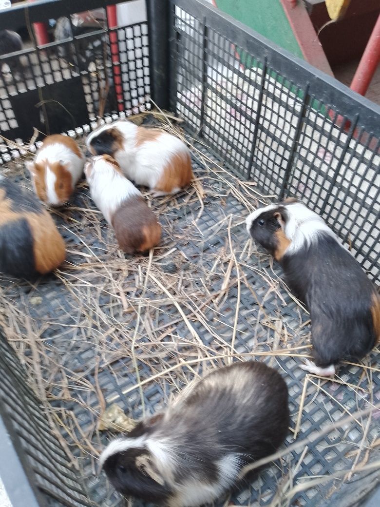 Świnki morskie młode