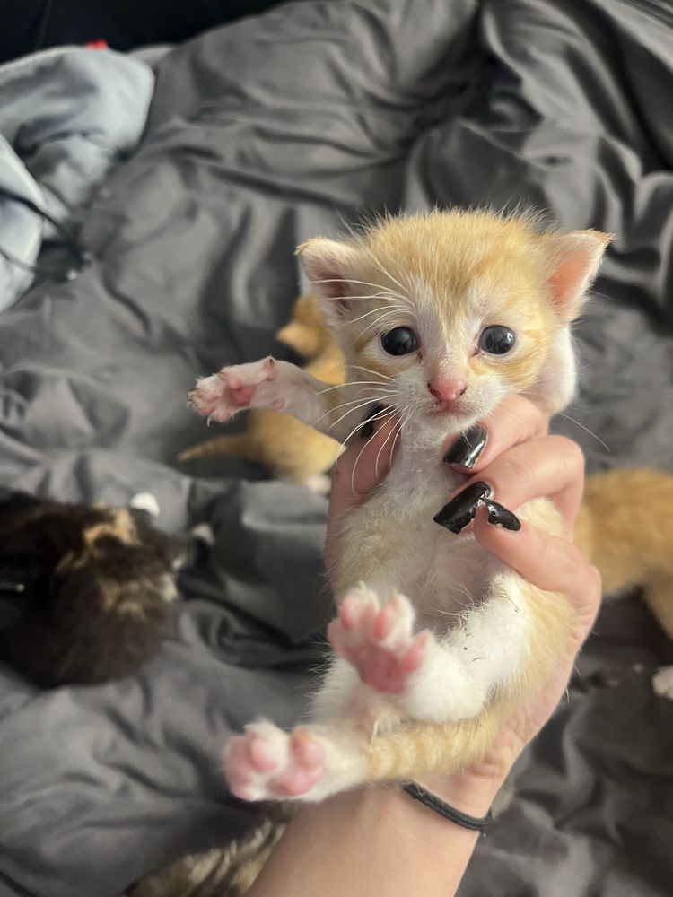 kotki do adopcji :)