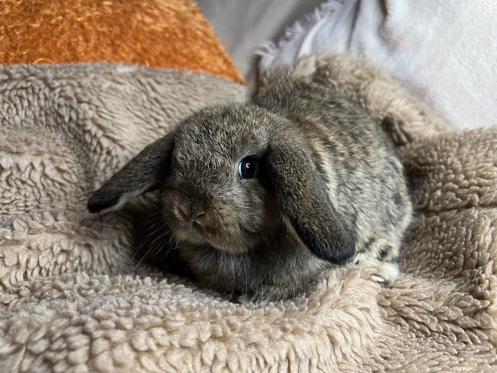 Brązowy królik miniaturka mini lop baranek karzełek