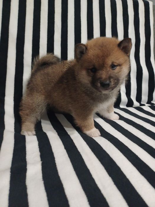 Shiba inu- samiec rudy