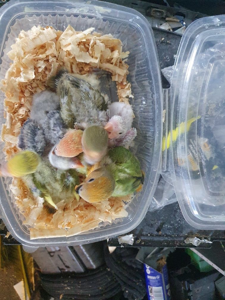 Bebés Agapornis para alimentar à  mão.