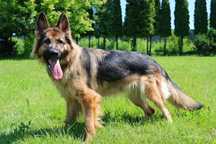 Tora do adopcji!!