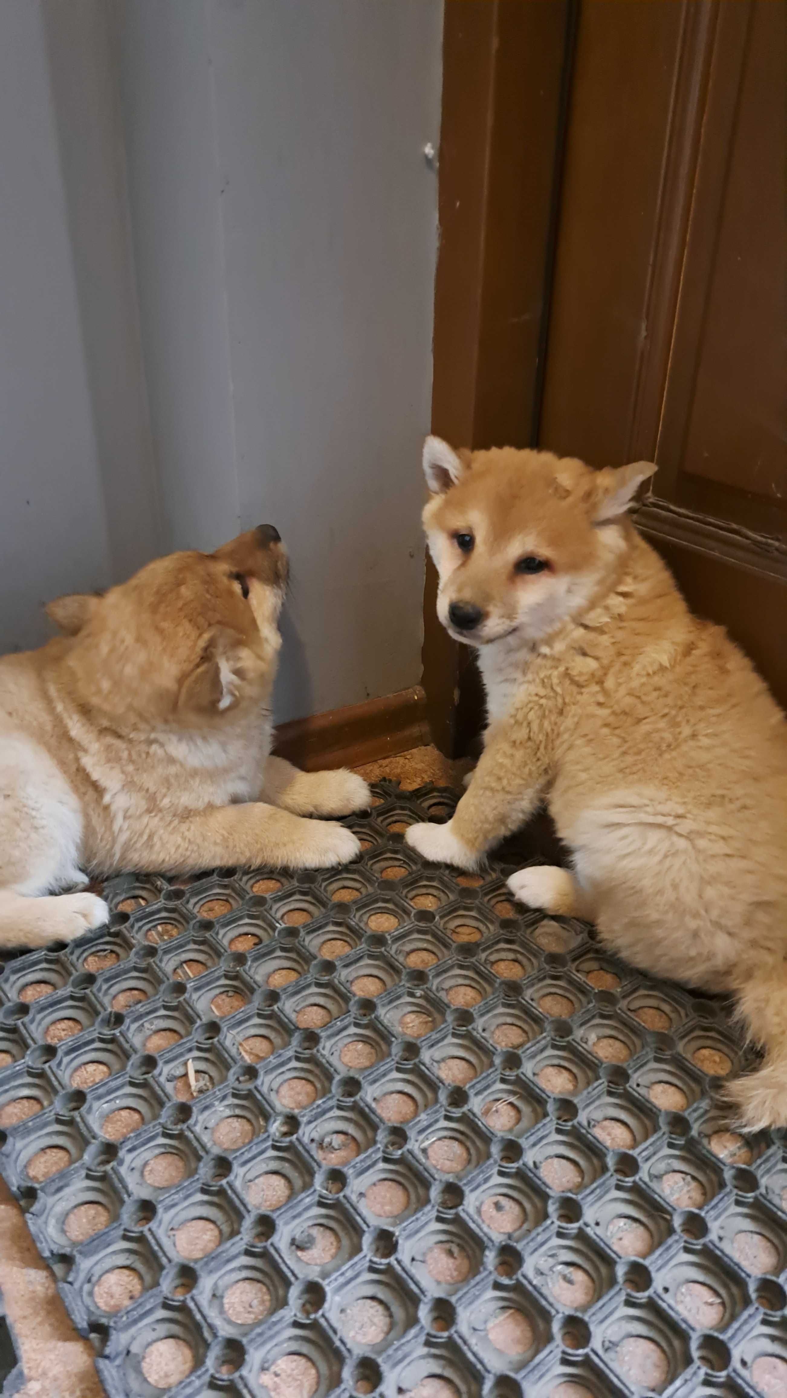 Shiba inu PIesek