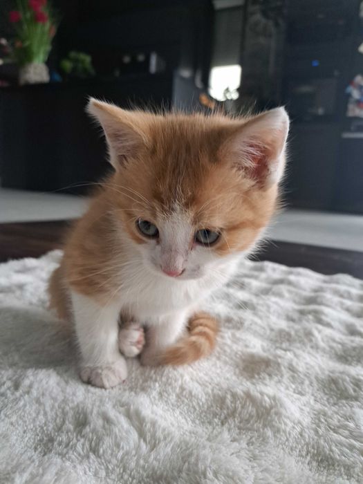 2 male kotki rudo biale