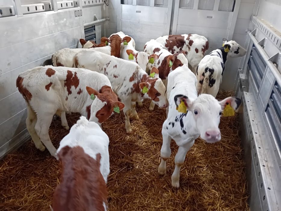 Cielaki ma mleko polecan