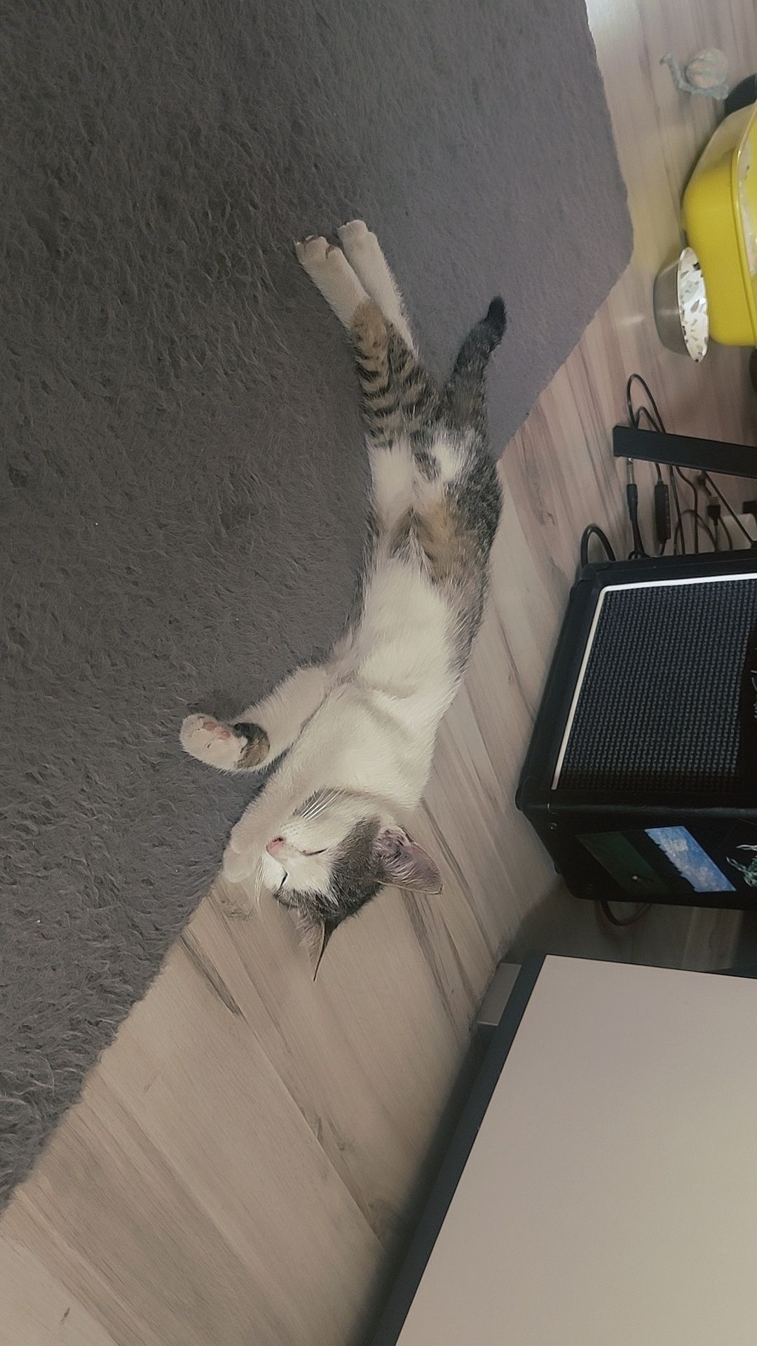 mały kotek do oddania