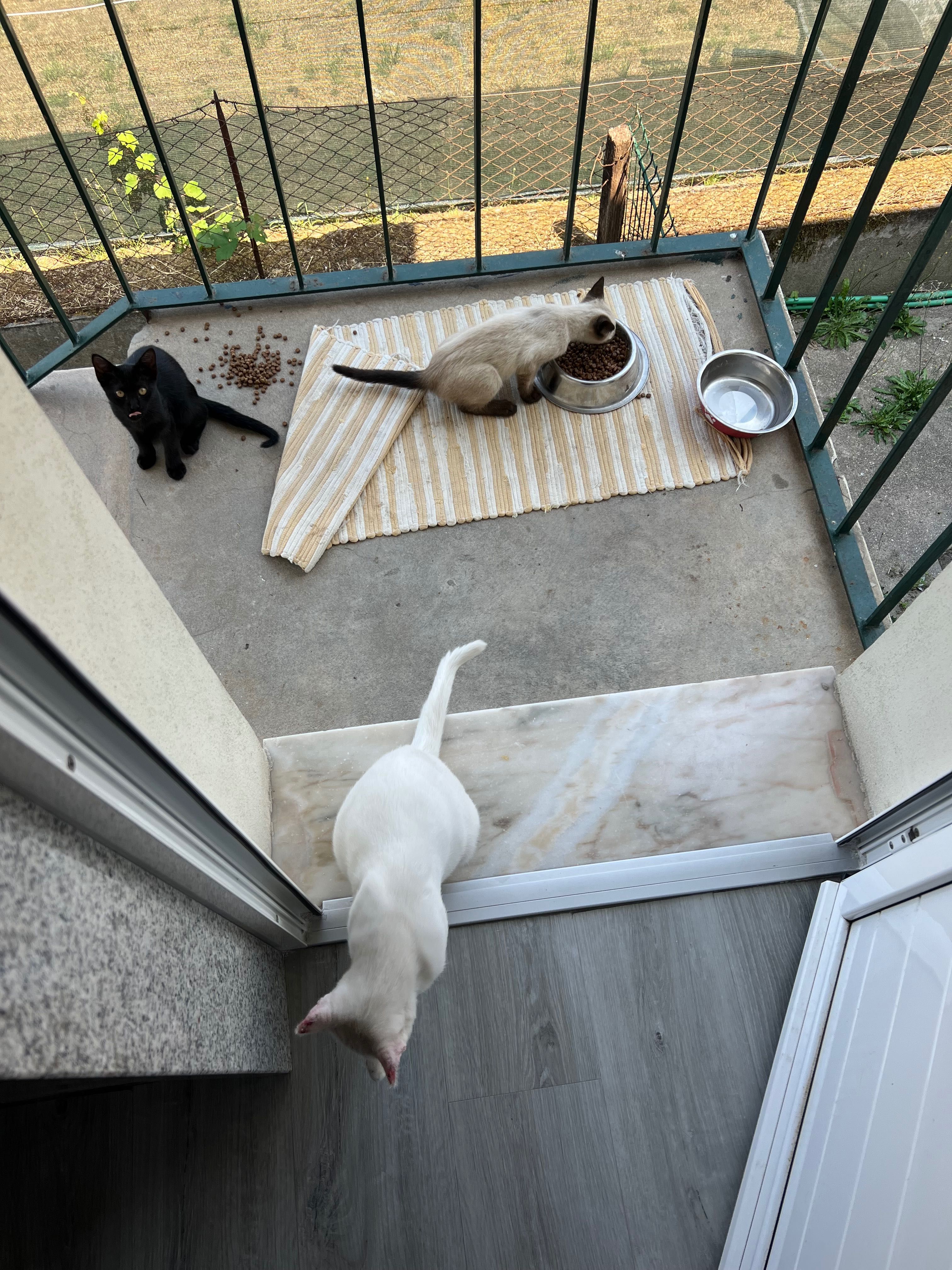 Gatinhos para adoção
