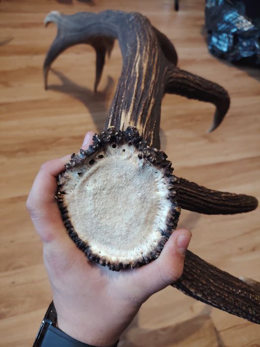 Poroże jelenia zrzuty mylkusy