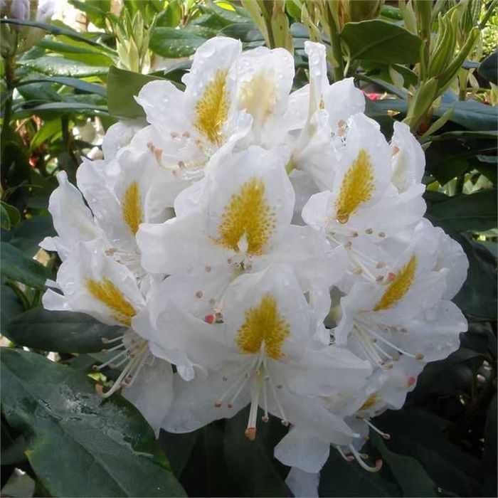 Rododendron/różanecznik różne odmiany