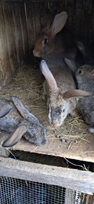 Coelhos para consumo