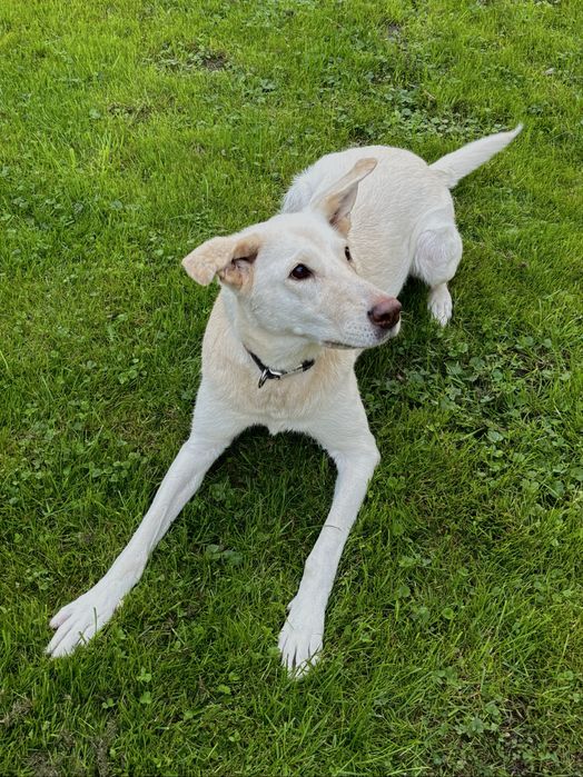 Pilnie oddam psa w dobre ręce