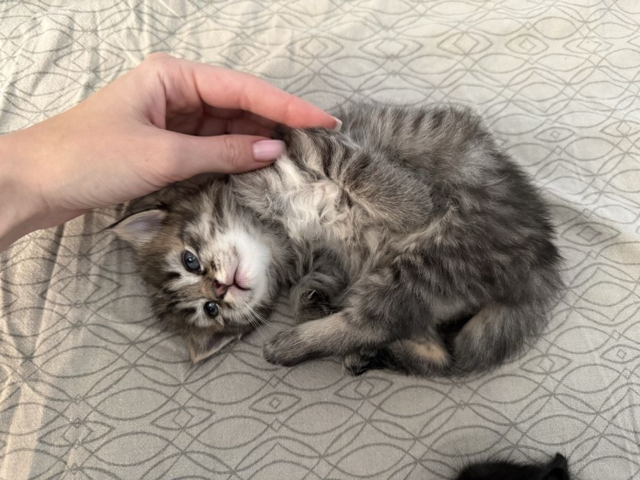 Віддам кошенят в люблячі руки