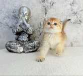 Menina scottish fold golden