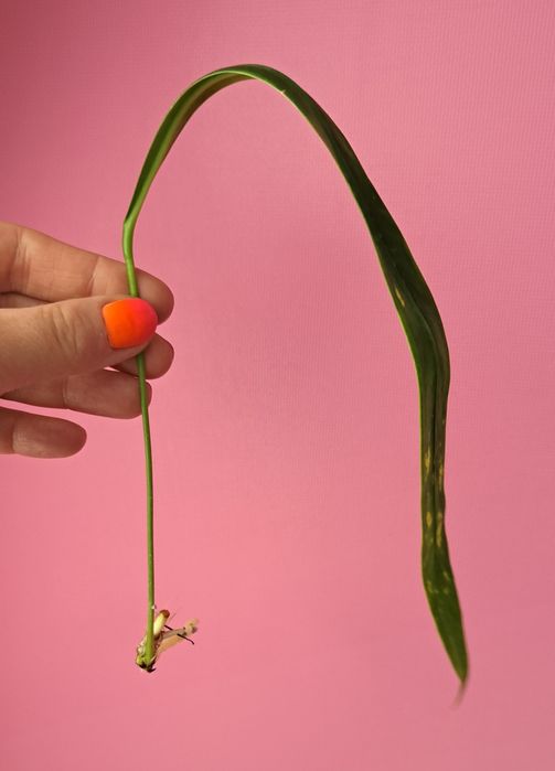 Anthurium vittariifolium