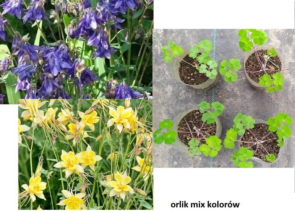 Byliny: zestaw odętka orlik, wiesiołek, gailarda, tojeść,przegorzan
