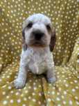 Cocker Spaniel Angielski suka