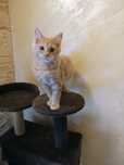 Maine coon kocur