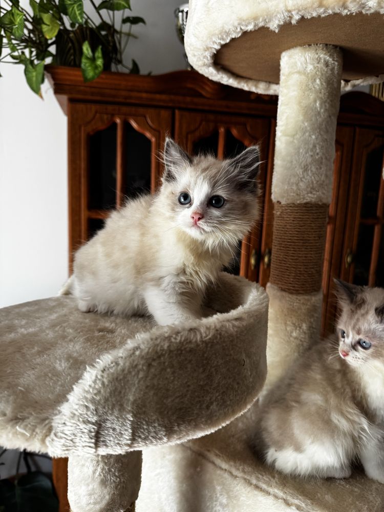 Kotka Ragdoll bicolor