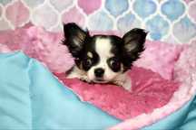Chihuahua śliczny piesek Alex