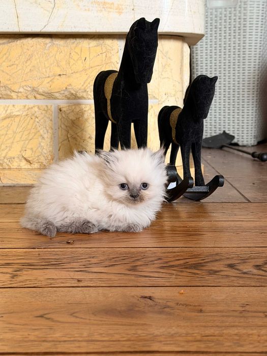 Kotki brytyjskie z rodowodem