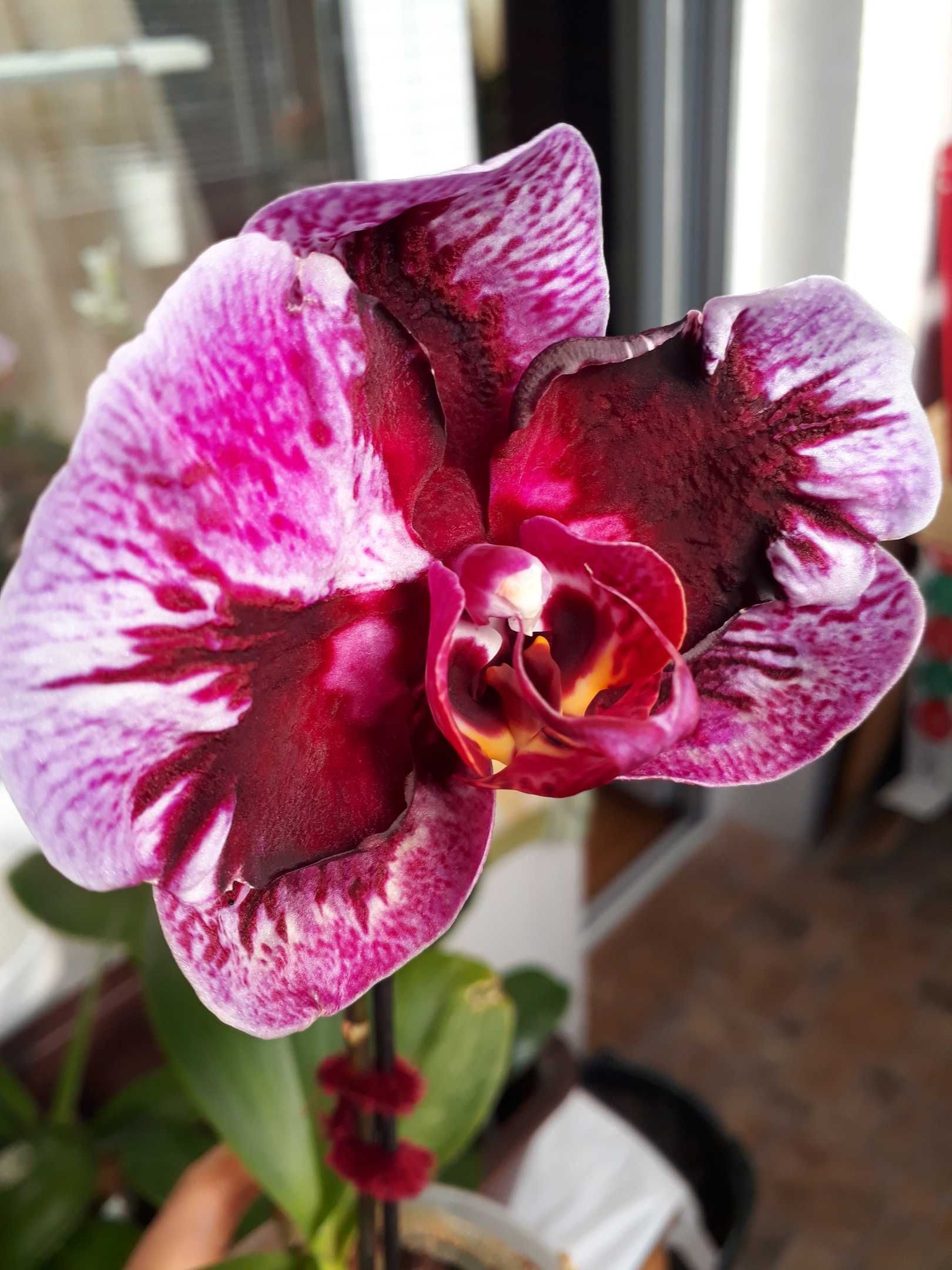 Орхидея фаленопсис phal.Ever spring king x ox black