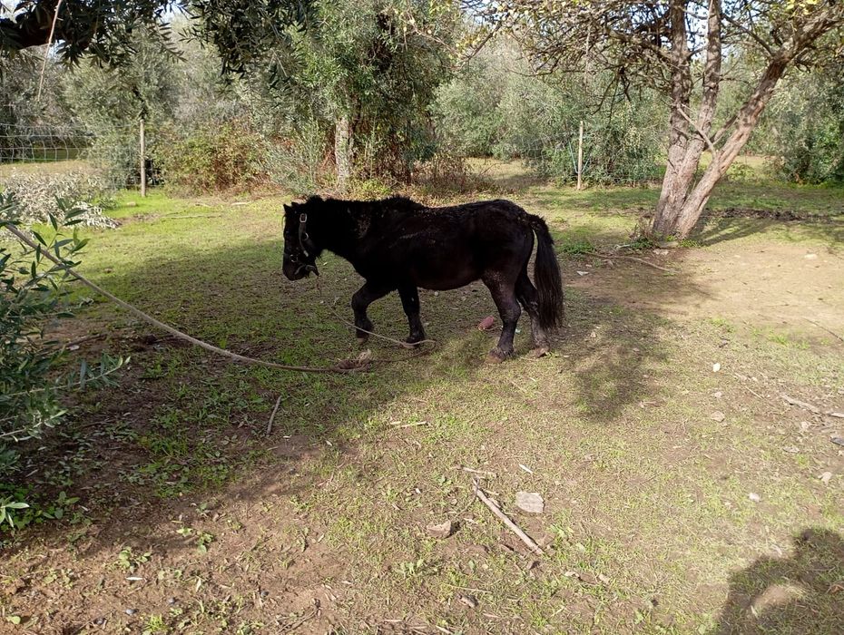 Vende pónei muito manso bem montado e bemgatado