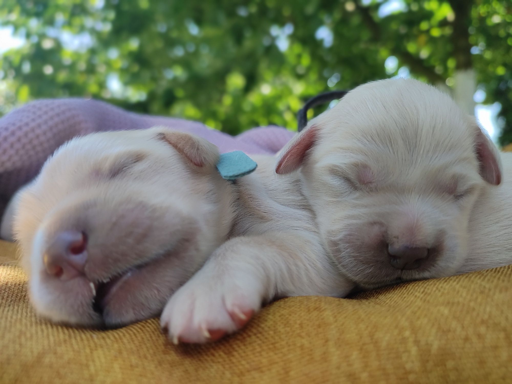 Golden retriever suczka do rezerwacji