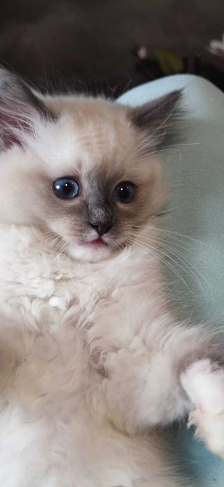 Ragdoll Kot Legalna hodowla opcja hodowlana i na kolanka Rodowód FIFE