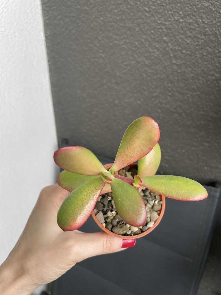 Grubosz Crassula Sunset sukulent drzewko szczęścia