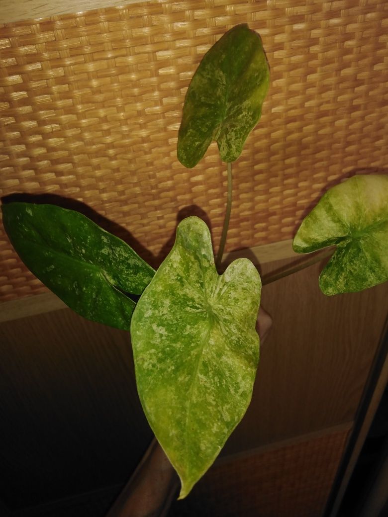 Продамі алоказія Macrorrhiza Mint Variegated
