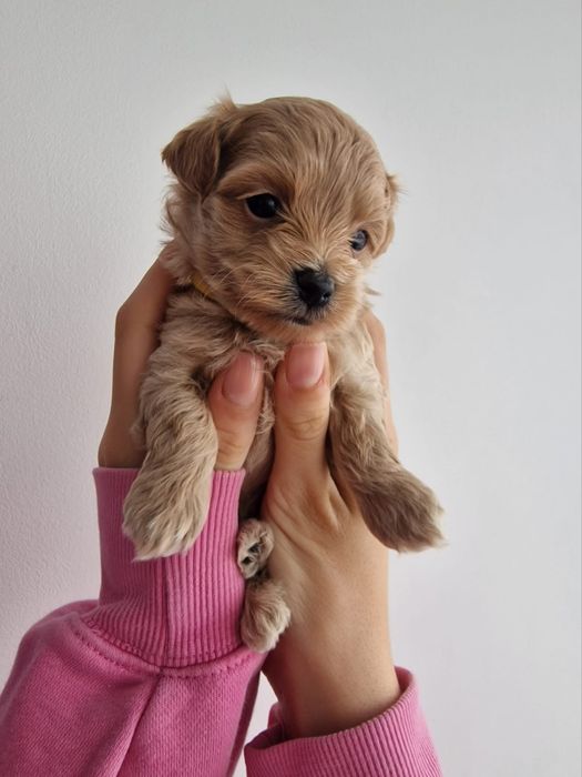 Maltipoo-suczka z czipem i rodowodem