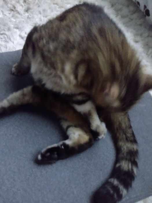 Torba na laptopa różowa duża wytrzymała