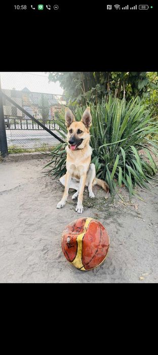 Цуценята в добрі руки метис вівчарки
